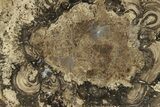 Polished Fossil Stromatolite Colony - Utah #261965-1